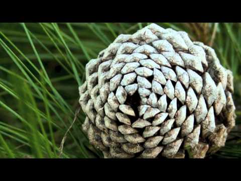 Video: Fibonacci-nummer. Varför är Den Så Populär I Naturen? - Alternativ Vy