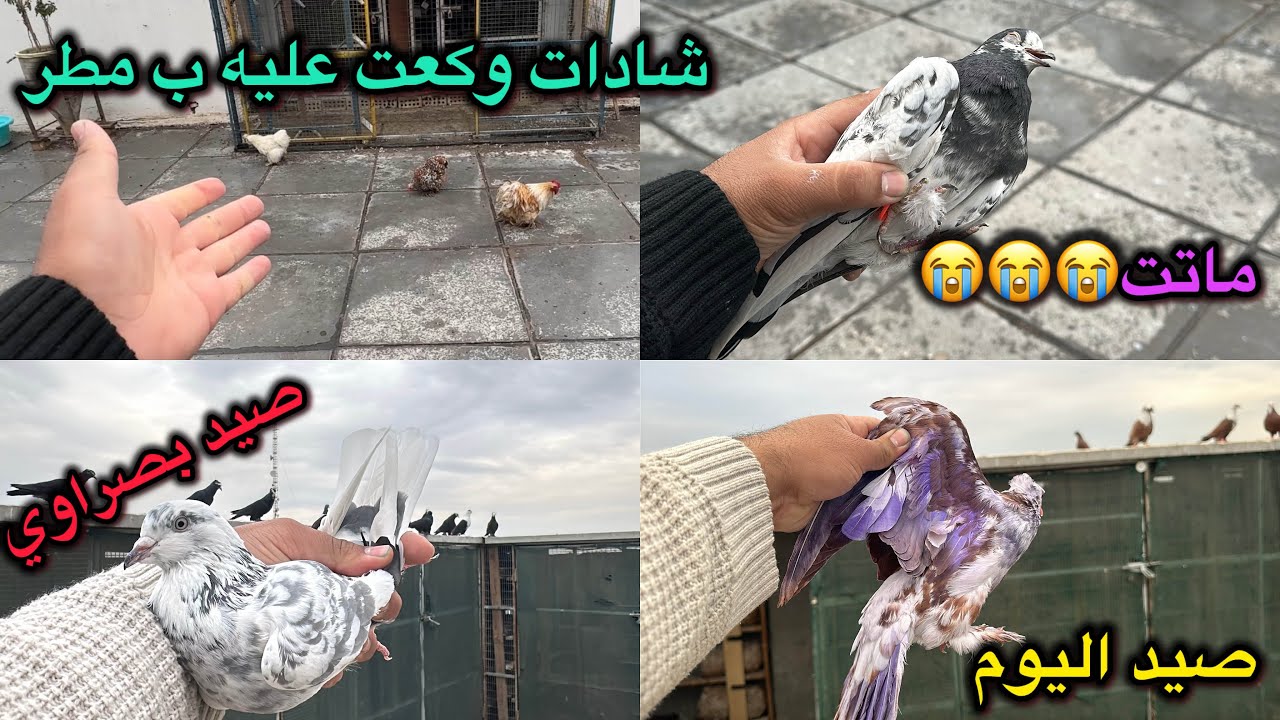شادات حطه عليه ب مطر😱صيد اليوم 2 ❤️جبتلكم شي عجيب😎😎😎