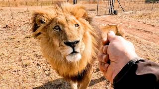 A Year With The Lion Pride | The Lion Whisperer