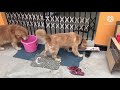 Golden retriever in assam  introducing ab and gracy