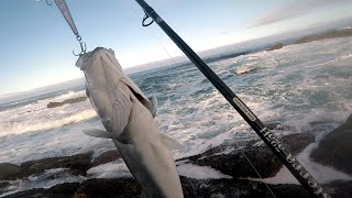 Costa da Morte la pesca de la lubina en Galicia