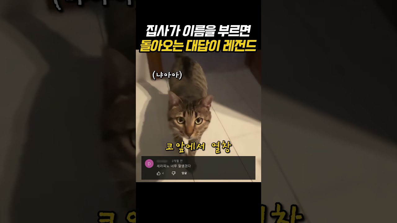 집사가 이름을 부르면 돌아오는 대답이 레전드