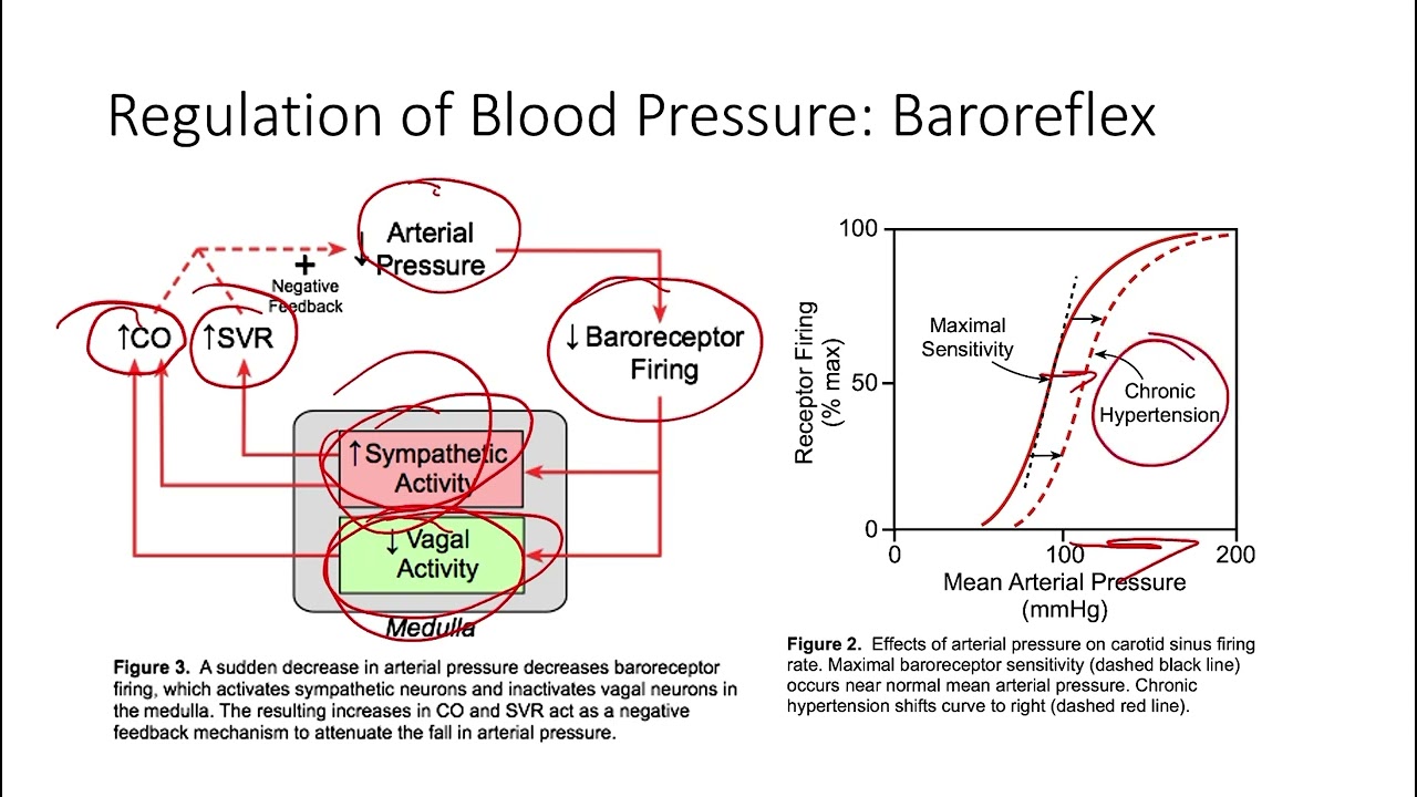 Blood Pressure Regulation Baroreceptors Regulation Of Arterial