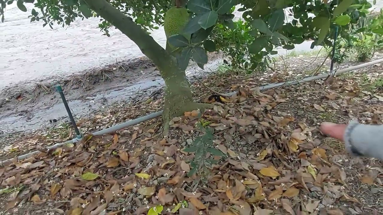 Con đường đá xanh đồng ruộng vườn cây trái ở vùng quê hẻo lánh Cái Bè