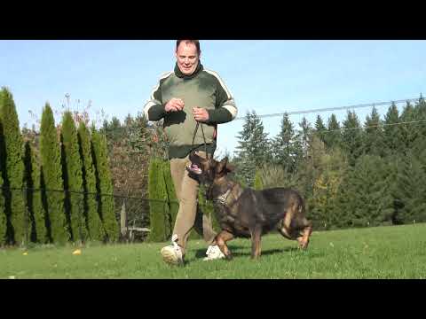 Kraftwerk K9 German Shepherds - Anticipating what is next!