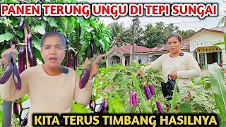 Panen Terung Ungu Di Pinggir Tali Air..Di tengah Kebun Jagung