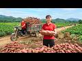 Rewind Timelapse - Harvesting Giant Sweet Potatoes, Wild Bananas and Banana Flowers