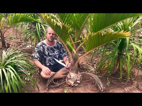 Vídeo: Cuidados com Palmeira de Garrafa: Aprenda a Cultivar uma Palmeira de Garrafa