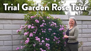 Which Rose is Right For You? A Look at Some of the Beautiful Roses in Our Trial Garden