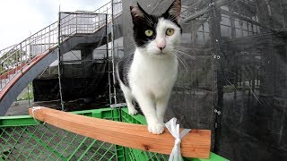 工事現場で遊ぶ猫、良い子はマネしないでね