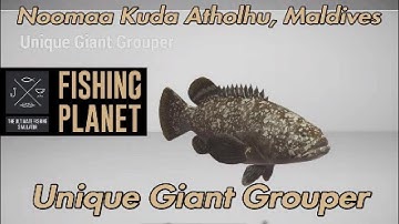 Unique Giant Grouper Noomaa Kuda Atholhu Maldives Fishing Planet Guide