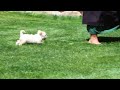 Yorkie Puppies For Sale
