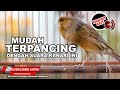 Kenari Gacor Panjang Suara Pedas Jernih Diawal Mp3 - Mp4 Download
