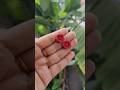 Realistic Hibiscus Flower 🌺 (செம்பருத்தி பூ) Earrings Making #polymerclay #studsearrings#shorts #diy