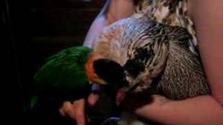 Dweezel (Caique) Meets the Chicken