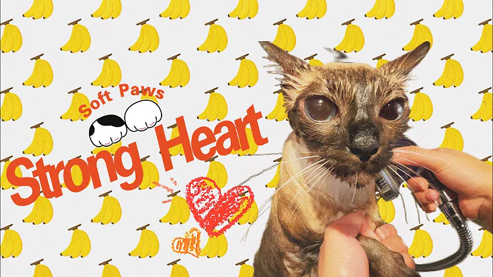 Video 7216281: siamese cat bathing, cute catlover pets cats