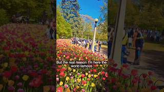 😲 Millions of Tulips in 🇨🇦Ottawa (And It’s FREE!)
