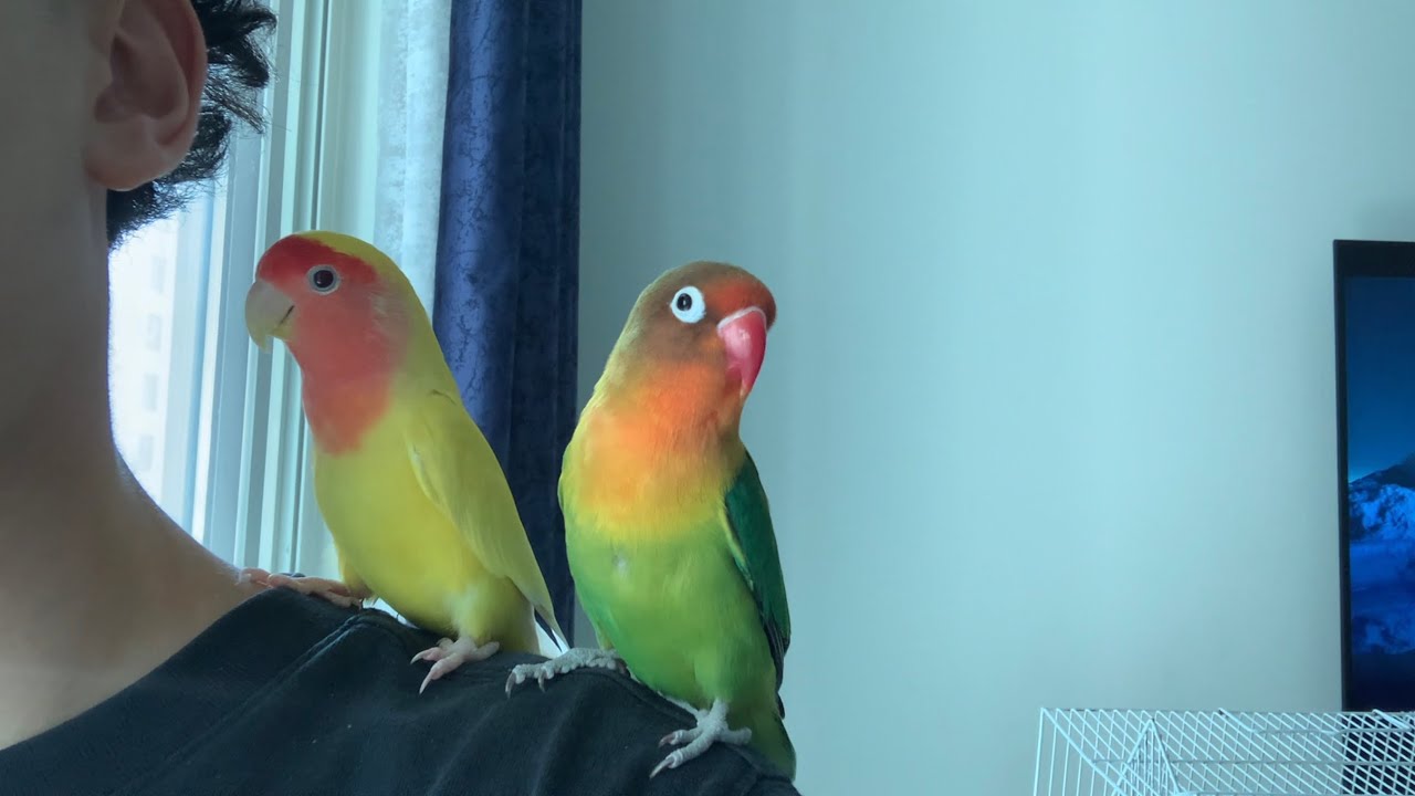 Cute little birds take over my shoulder