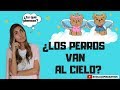 ¿Los perros van al cielo? - La respuesta aquí !! -Tips by Natalia Ospina