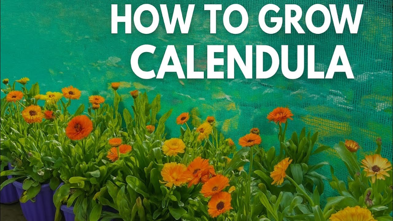 How to Grow Calendula at Home | Easy Gardening Tips for Beginners 🌼 ...