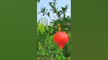 Satisfying Fresh Fruit Picking 🍏🍎 | Relaxing Video #shorts #fruits #shortsfeed #fruitgarden #viral