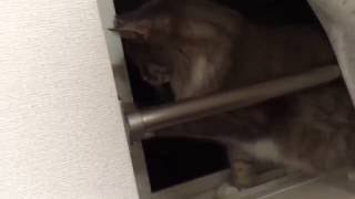 ガムテープが気になる猫 ノルウェージャンフォレストキャット Cat, to worry about the packing tape. Norwegian Forest Cat.