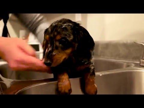 turbo-toby-takes-a-bath!--(miniature-dachshund)