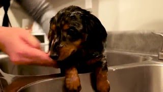 Turbo Toby takes a Bath!  (Miniature Dachshund)
