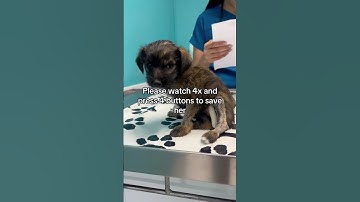 🙏Your support, visits, or wet food donations mean everything. Link in channel description to donate