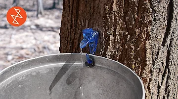 Kde se získává javorový sirup?