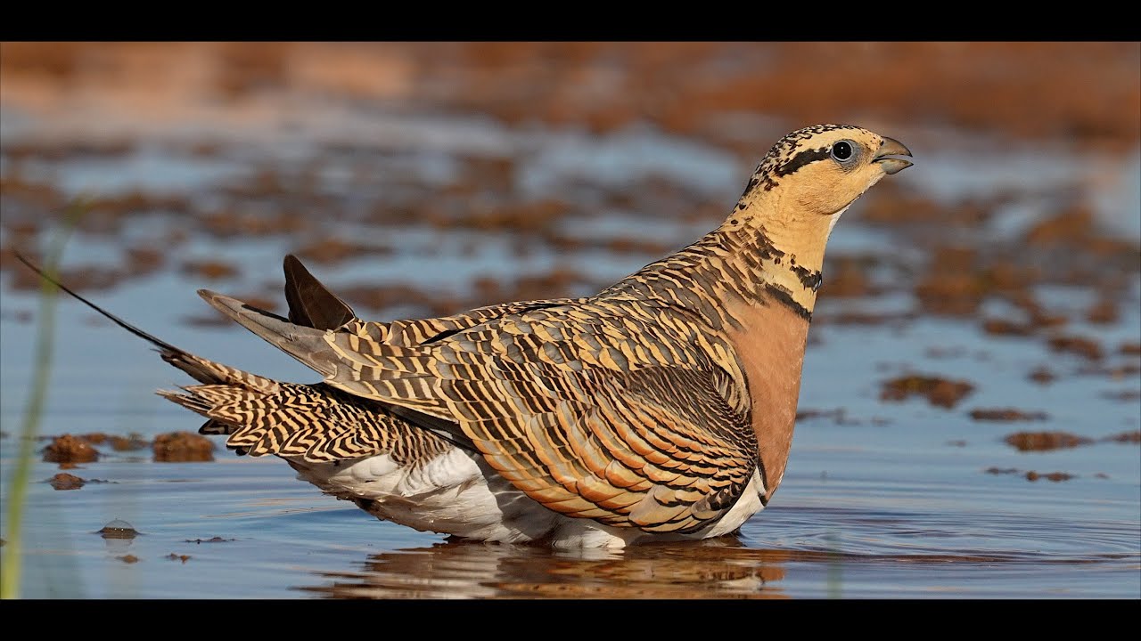 Nature alive in Aragón (Spain). A year goes by. Part 2: Summertime