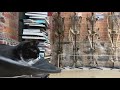 Meet the cat who is 'Guardian of the Bones'