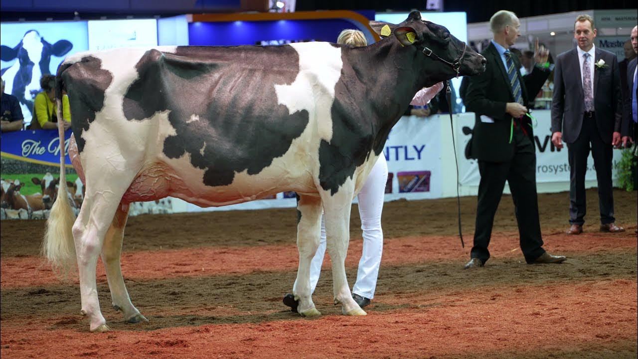 UK Dairy Day 2021.Evening Sidekick Jennifer VG88.Senior 2yr Old YouTube