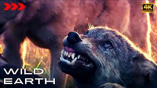 Wolf Packs - Coldest predators of Earth [4K] WILD Earth screenshot 1