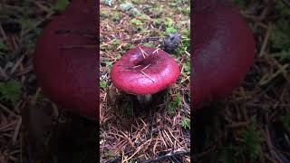 pnw beautiful fall oregon mushroom foraging washington