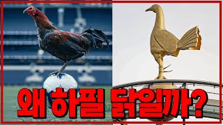 [꿀잼역사학] 레드재민 #93 토트넘 이름 왜 핫스퍼인지 앎? 알면 써먹을 수 있는 축구팀 이름들의 기원