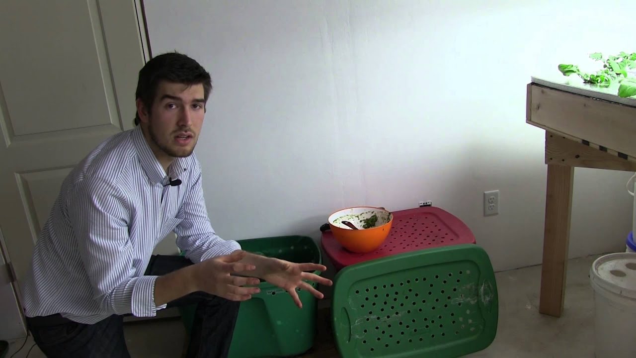 Worm bins don't smell, They love oranges & 1 year checkup YouTube