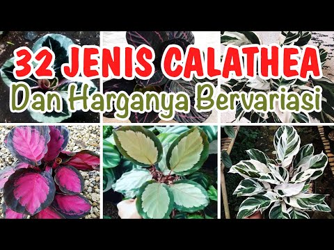 Video: Jenis Calathea (31 Foto): Nama Dan Deskripsi Varietas Rufibarba Dan Calathea Bergaris, Orbifolia, Makoy Dan Roseopicta