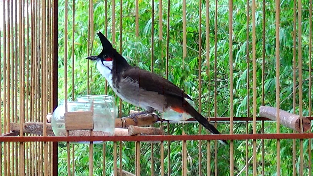 Chào mào hót sáng kích bổi - luyện giọng hay ép bổi sổ bọng và căng lửa - chào mào hót đấu