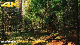 Deep Forest Walk | No copyright Nature Background video 4K