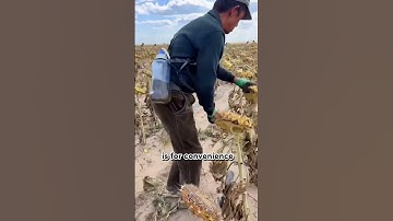 Thumbnail of Sun Flower Harvest 🌻 #shorts