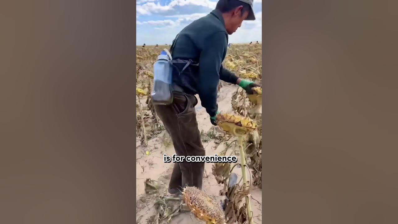 Sun Flower Harvest π» #shorts Sun Flower Harvest π» #shorts