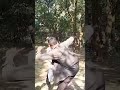 #dkg comedy #funny #video