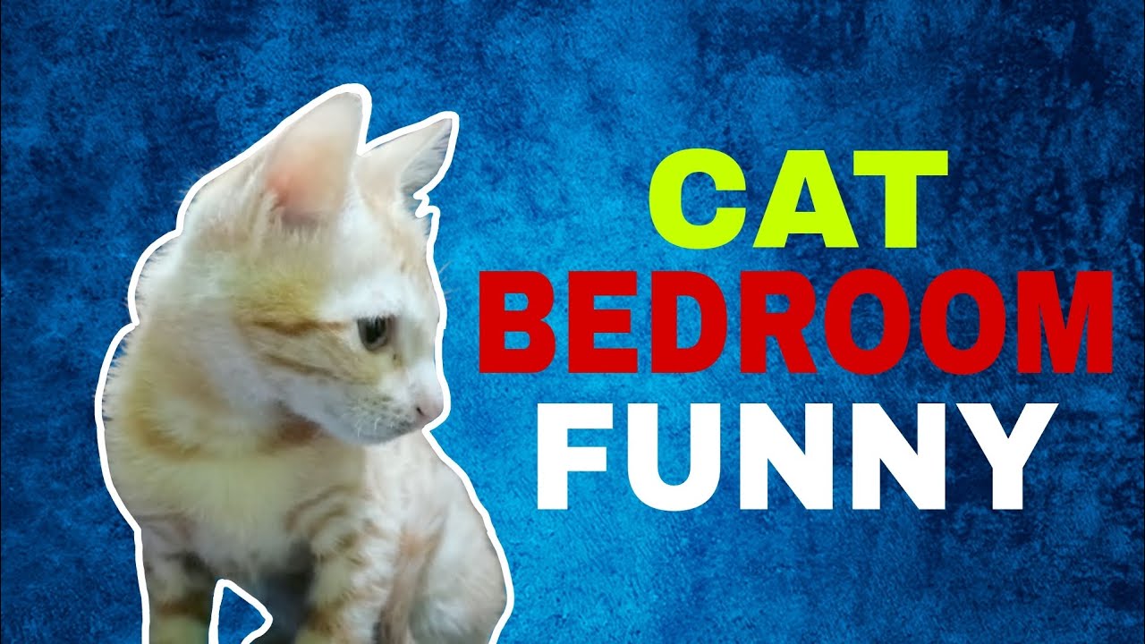 CAT BEDROOM FRANK Video YouTube cat-bedroom-frank-video-youtube