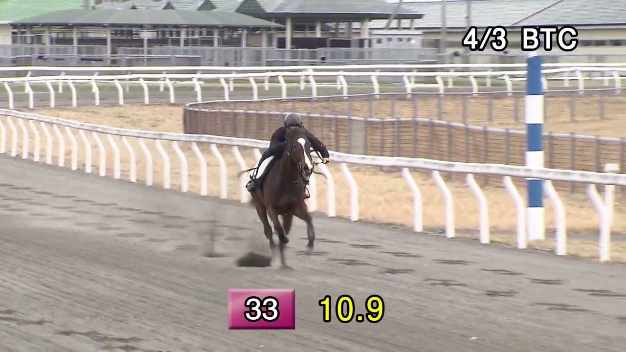 北海道トレーニングセール】調教VTR動画が公開！ | サラブレッドマーケット