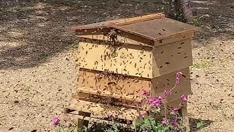 Swarm of honey bees arriving at bait hive
