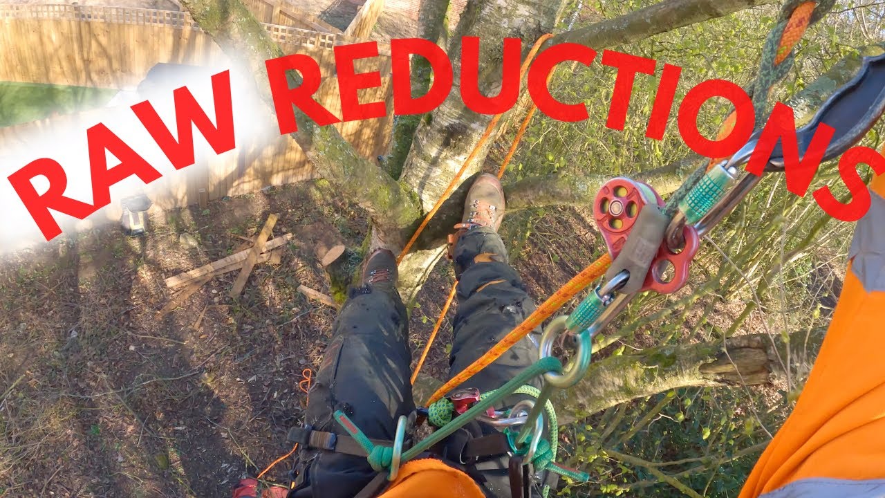 RAW: Reducing UK Birch Trees