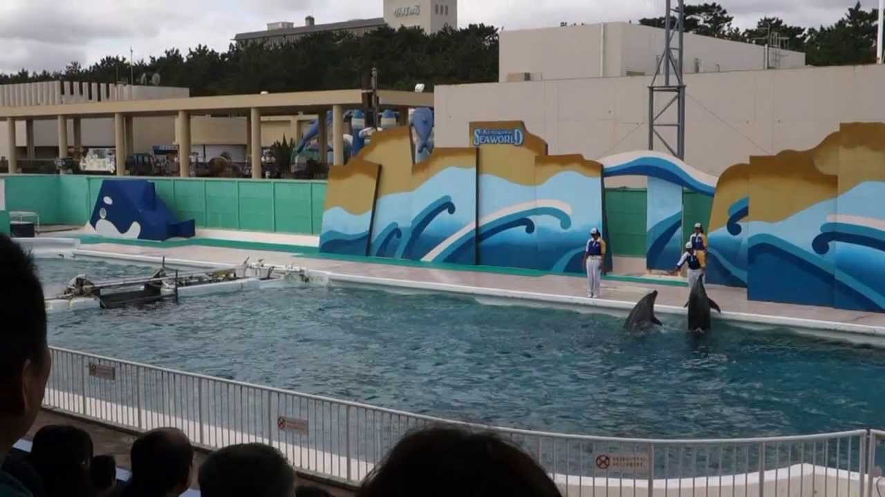 Dolphins, Kamogawa Sea World, Japan, October 22, 2013 - YouTube