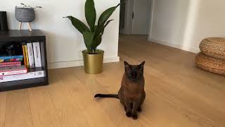 One minute in a life of Burmese cat | Tamika