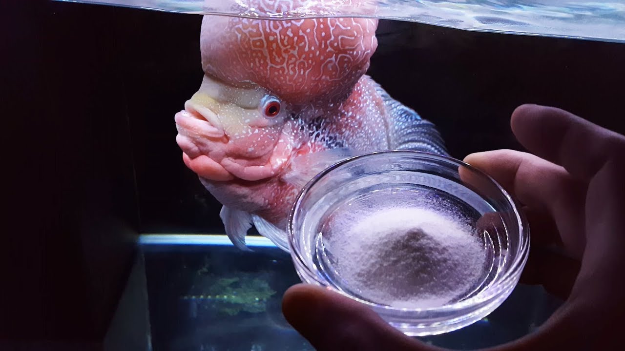 Medicine Made Things Worse / Fish Vitamins Actually Work Medicine Made Things Worse / Fish Vitamins Actually Work